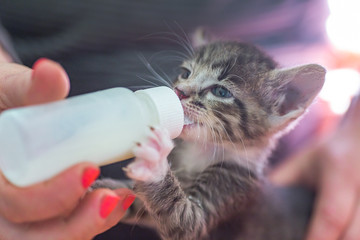Little gray kitten drinks milk from a bottle. Feeding kittens without a nursing cat. Kittens on...