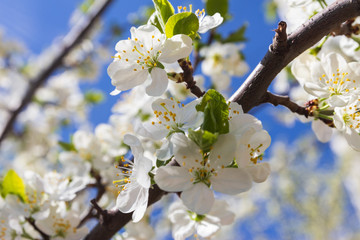 blooming cherry branch in spring