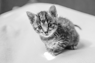 Little kitten is looking up. Striped gray kitten with blue eyes looks up enthusiastically.