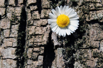 Obraz premium Fiore su corteccia