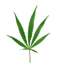 Leaf of medical hemp on white background, top view