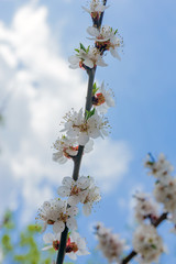 flowering branch of apricot spring day