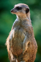 Meerkat, suricate (Suricata suricatta)