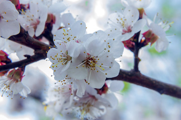 flowering branch of apricot spring day