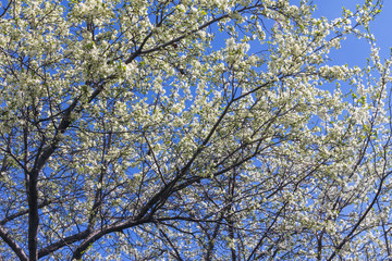 background of flowering plum branches against the blue sky
