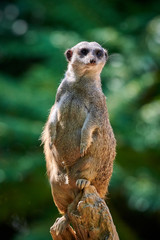 Meerkat, suricate (Suricata suricatta)
