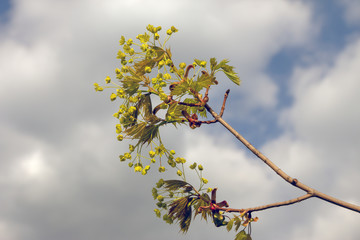 maple branch blooms in early spring against the sky