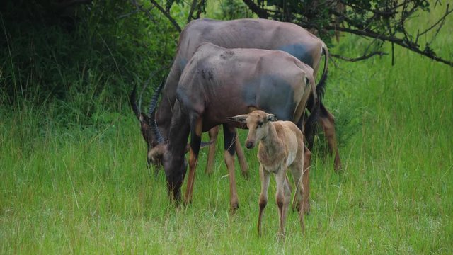 Topi antelopes with calf, Uganda
