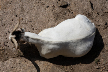 goat on rock, goat on a meadow, portrait of a goat, Bornholm, Denmark
