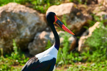 Saddle-billed Stork (Ephippiorhynchus senegalensis)