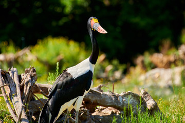 Saddle-billed Stork (Ephippiorhynchus senegalensis)