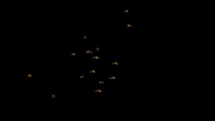 Swarm of Hornet Wasps flying around screen. Realistic 4K UHD 3D animation loop with alpha channel on transparent background.