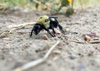 Dirty bee walking on sand and gravel. 