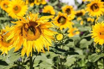 Big bright golden sunflowers on the big sunflower field with bees