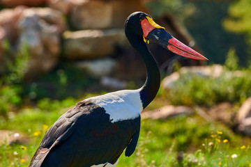 Saddle-billed Stork (Ephippiorhynchus senegalensis)
