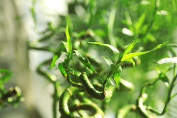 Fototapeta na wymiar Bamboo stems with water drops on blurred background, closeup