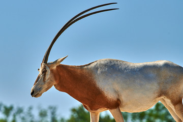 Scimitar-Horned Oryx (Oryx dammah)