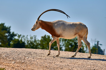 Scimitar-Horned Oryx (Oryx dammah)