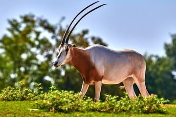 Scimitar-Horned Oryx (Oryx dammah)