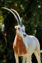 Scimitar-Horned Oryx (Oryx dammah)