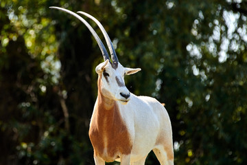 Scimitar-Horned Oryx (Oryx dammah)