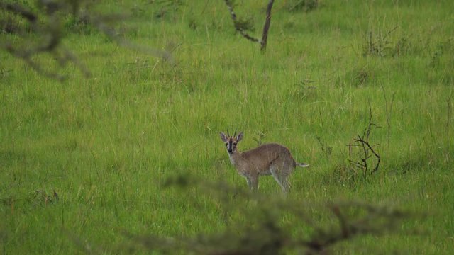 Common duiker - Sylvicapra grimmia - pooping