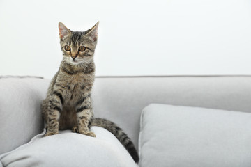 Grey tabby cat on sofa in living room, space for text. Adorable pet
