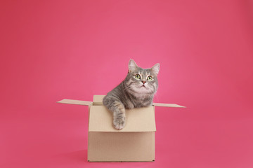 Cute grey tabby cat sitting in cardboard box on pink background