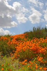 Poppy Fields-1