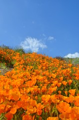 Poppy Fields-2