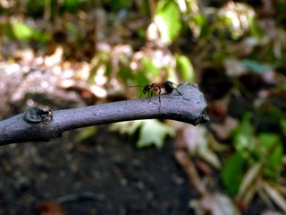 Forest ant creeps from the edge of a tree branch.