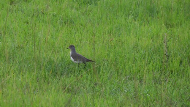 Senegal lapwing - Vanellus lugubris