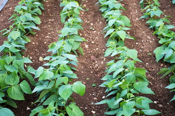 Growing bean plants in a farm of Cantabria, Spain