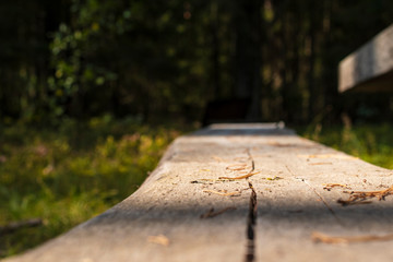 sunny needle bench in the forest