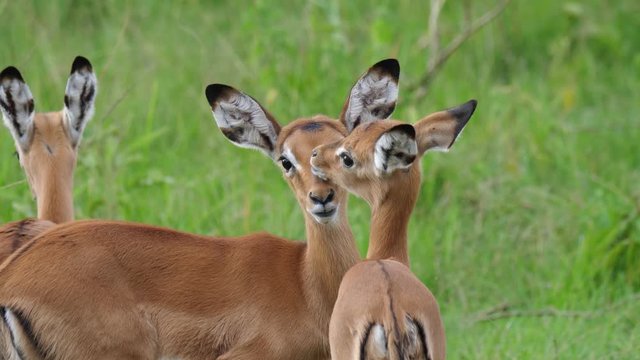 Impala calves licking each other