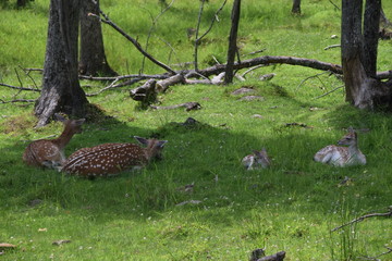 Animali all'Omega Park