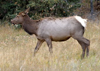 Naklejka na ściany i meble Female elk walking along the bushline