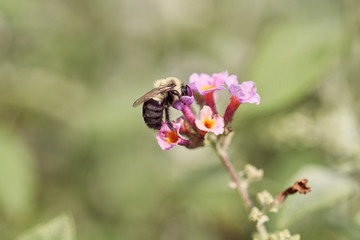 bee on a flower