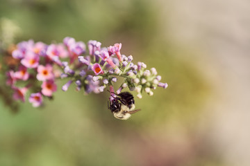 bee on flower