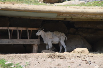 Animali all'Omega Park