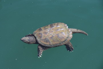 Fototapeta premium Animali all'Omega Park