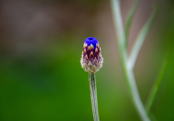 Blue cornflower bud