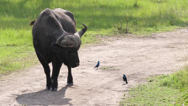 African buffalo - Syncerus caffer caffer