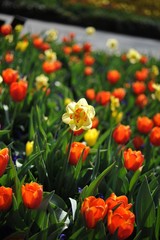 Fototapeta premium Field of Yellow and Orange Tulips