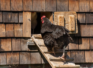Climbing Chicken