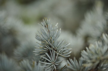 Green Gray Pine Needles Winter