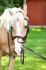 Palomino horse in bridle outdoors on sunny day