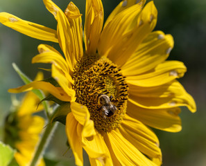Sunlit Sunflower With Bee