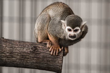 Monkey on a branch