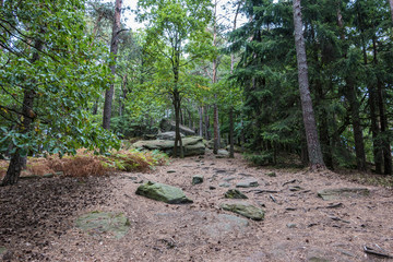 Big rocks in the middle of the green forest